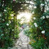 太陽の光りと薔薇園