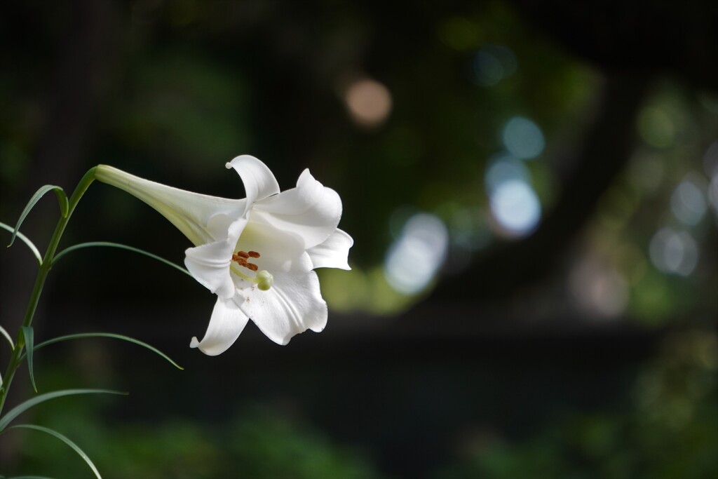 white lilly