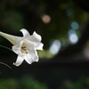 white lilly