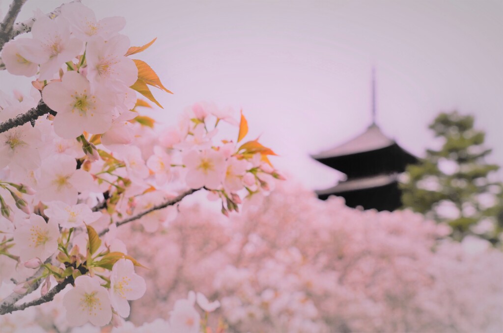 仁和寺の御室桜