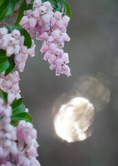 昼間 mirror ball＆pieris