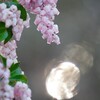 mirror ball＆pieris