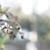 grass to wither