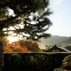 大原の秋光