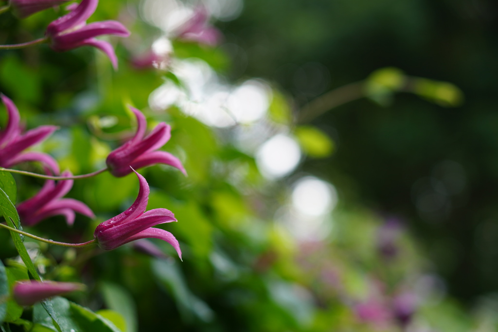 Clematis'Princess Diana'