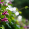 Clematis'Princess Diana'