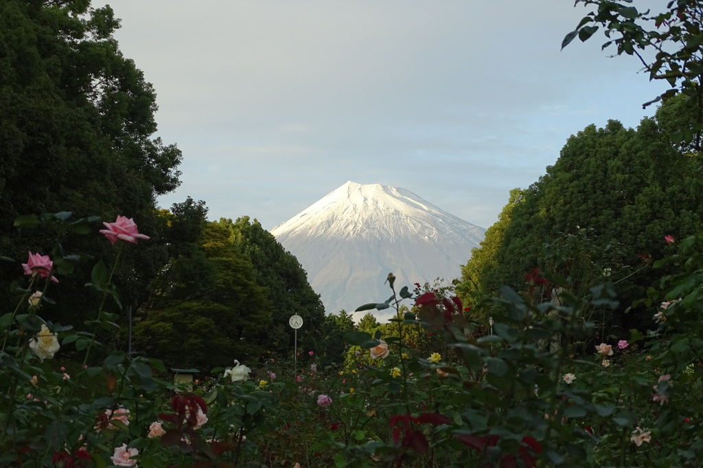 富士山の見える公園