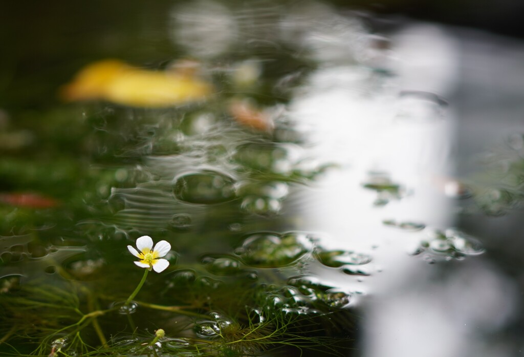 湧水に咲く