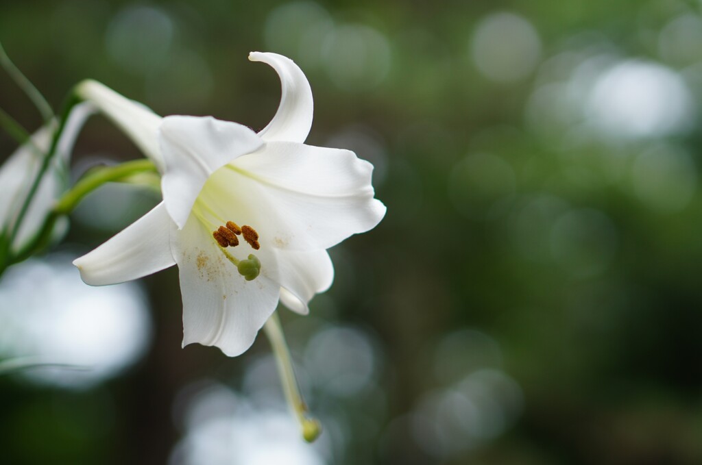 white invitation
