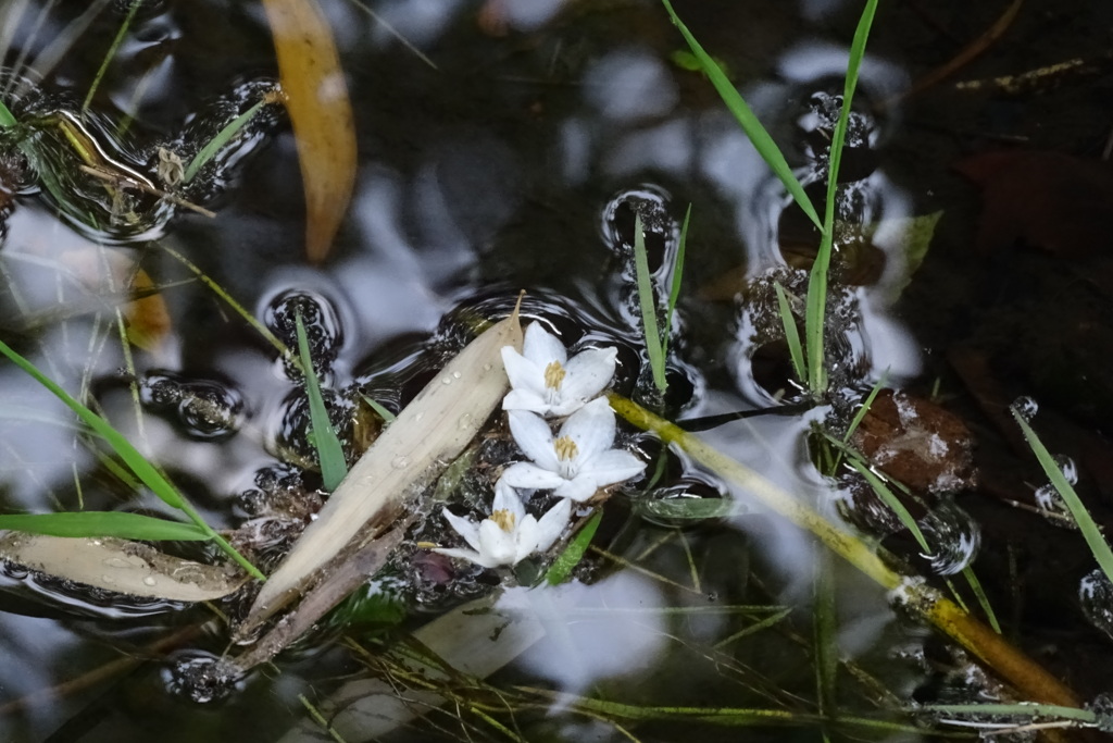 湧水の川にエゴが揺蕩う