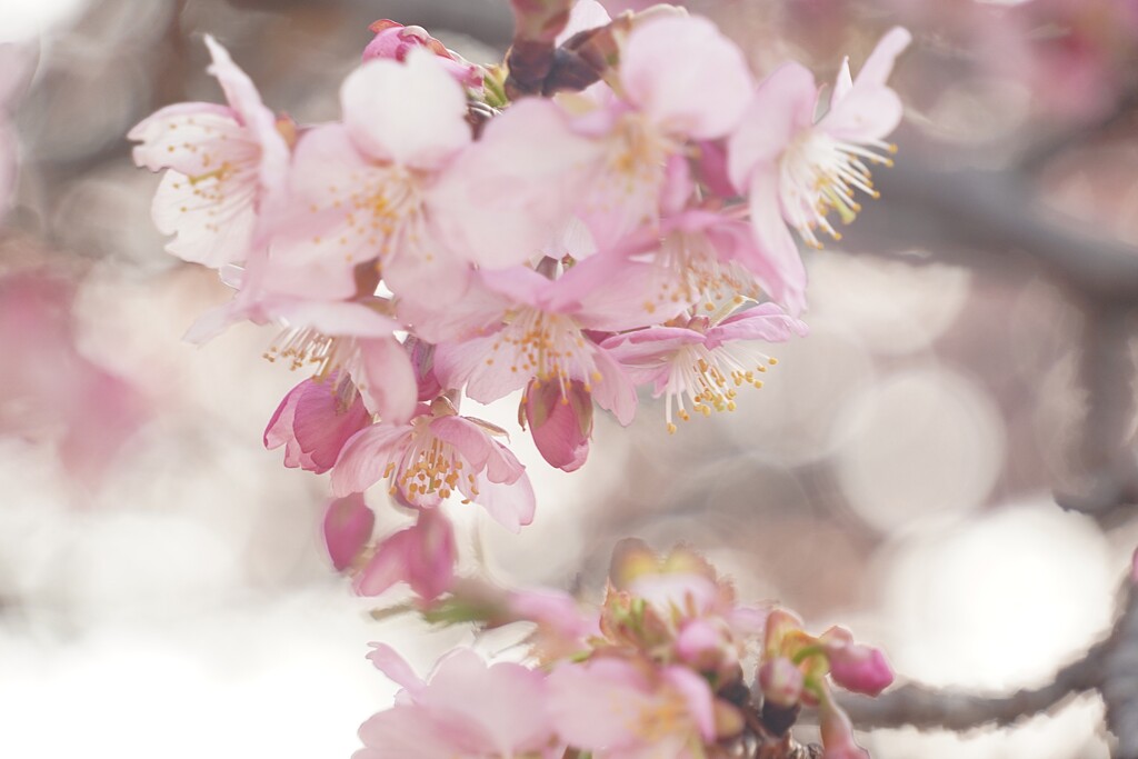 うららか河津桜