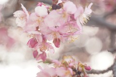 うららか河津桜