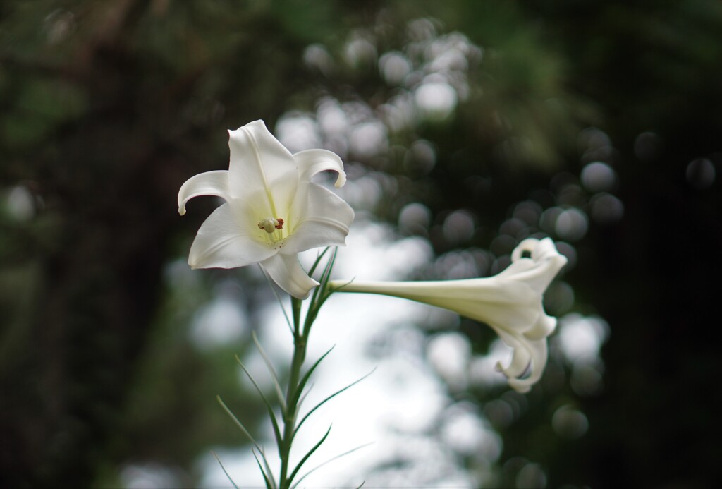 ヘラクレスから零れた