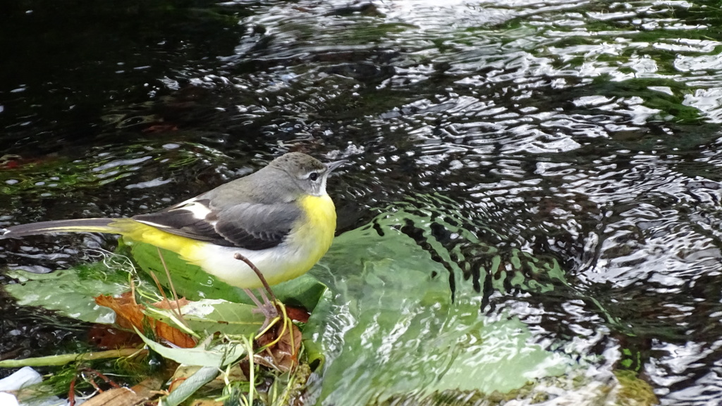 湧水からの小川に