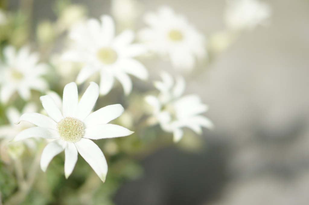花弁の白飛び