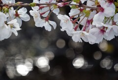 華やぎめぐり