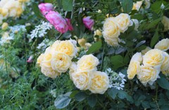 orlaya white lace ＆ rose