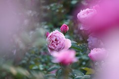 豊かな花弁