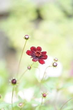 深紅の秋桜