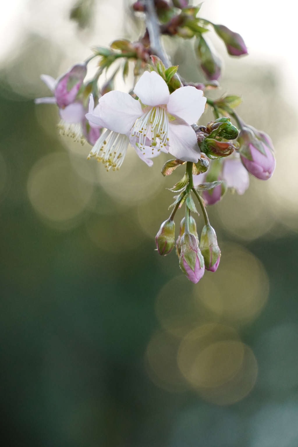 ヒマラヤ桜の開花
