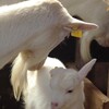 すくすく子ヤギ