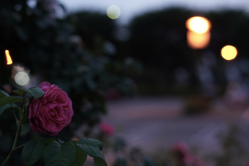 welcome night garden
