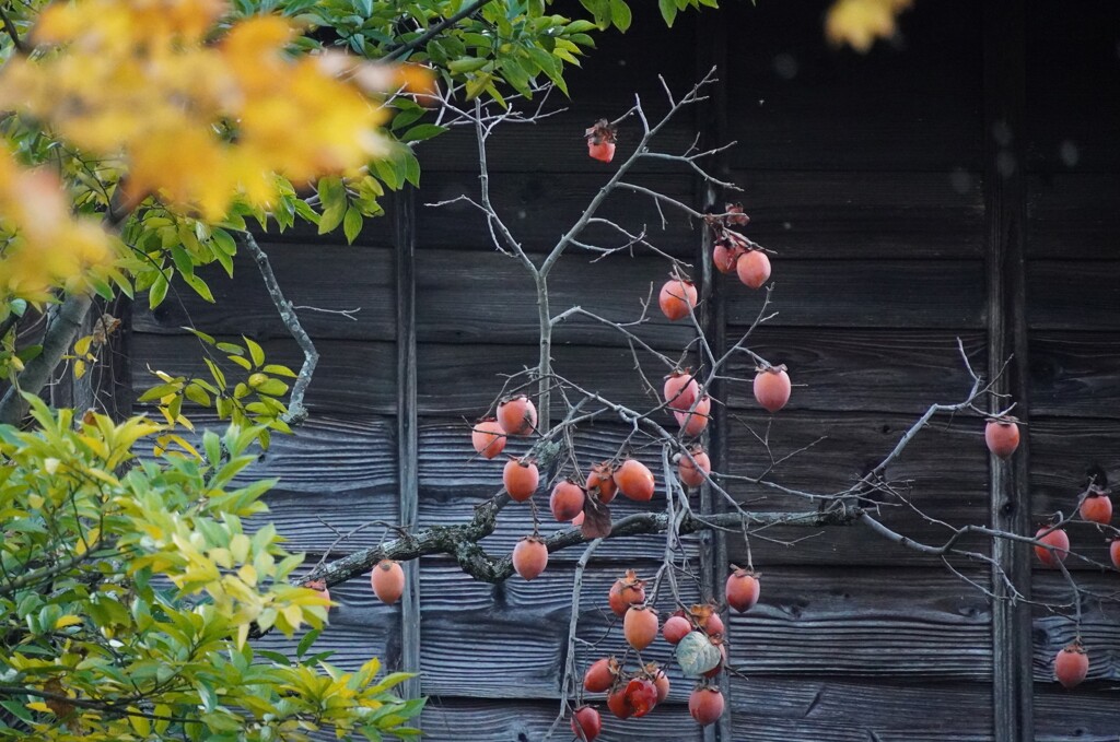 古民家と柿の実