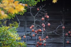 古民家と柿の実