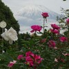 雪肌を眺めるバラ