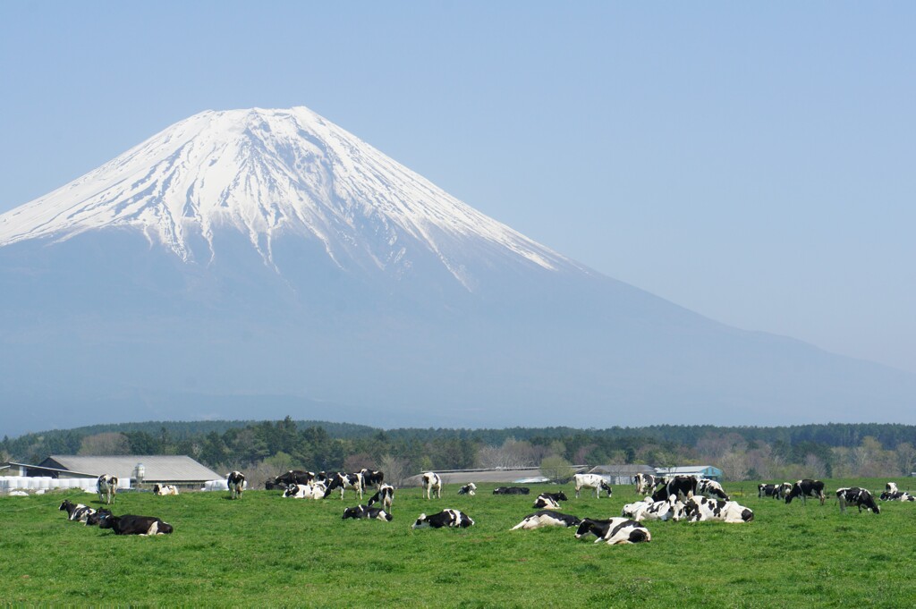 large grassy plain