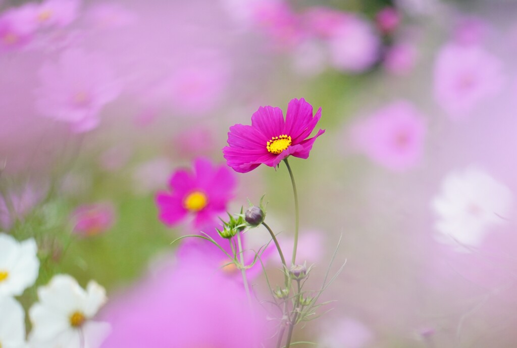 薄日の秋桜