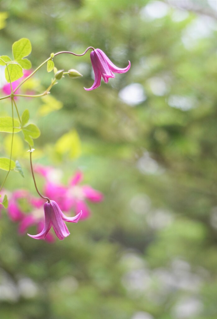 clematis