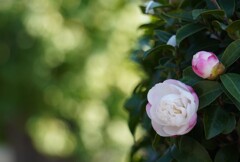 山茶花の呼吸