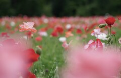 北の大地の雛罌粟畑