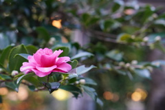 夕暮れ山茶花