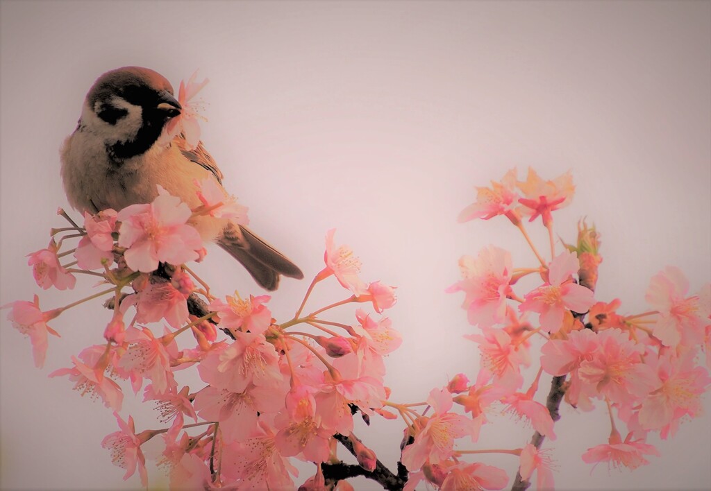 雀と桜