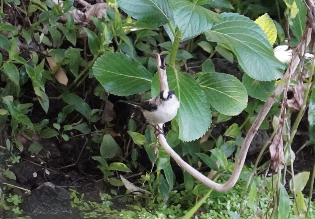 水浴び後のエナガ