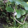 水浴び後のエナガ