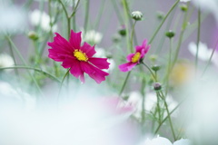 雲上の秋桜