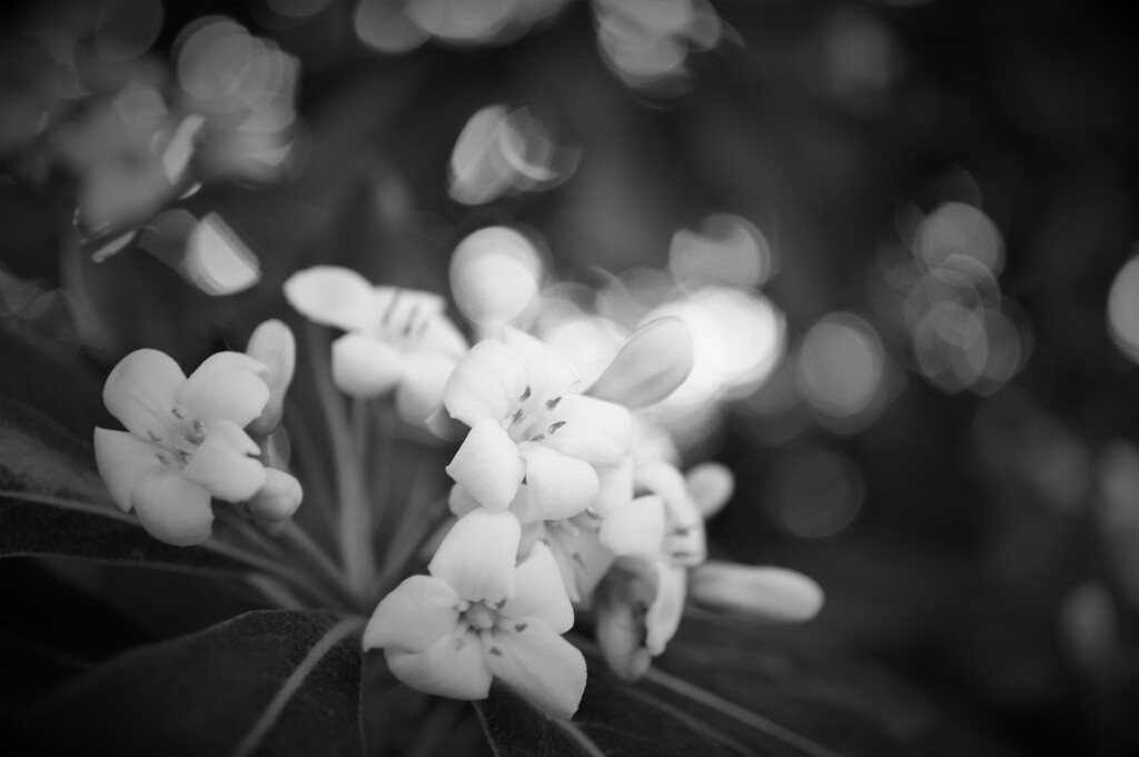 white scent