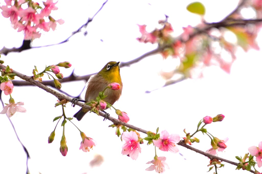 冬に咲くヒマラヤ桜と目白
