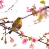 冬に咲くヒマラヤ桜と目白