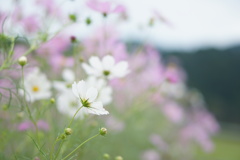 田舎の優しい純白