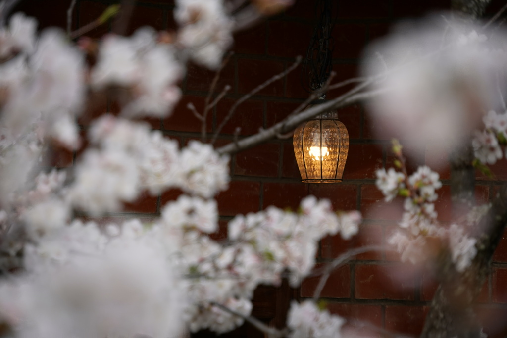 桜越しの灯り