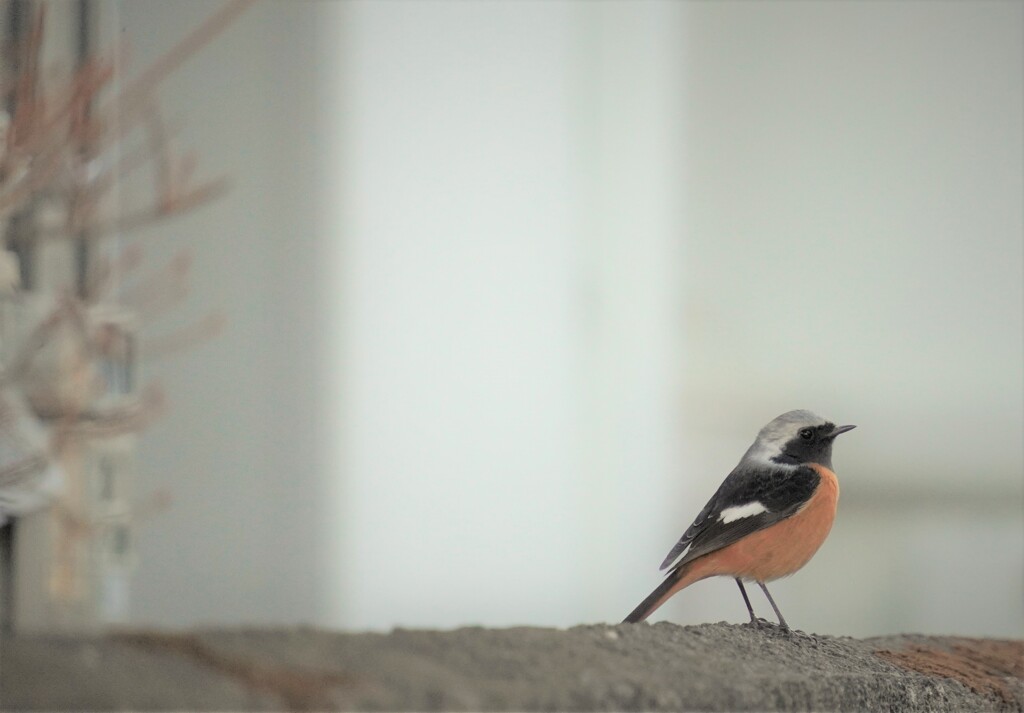 今年も逢えた冬鳥
