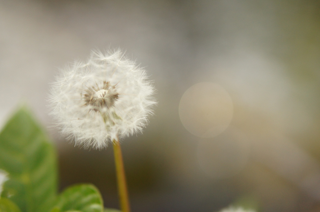 puffball