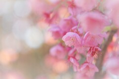 日本一の早咲き桜だそう