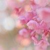 日本一の早咲き桜だそう