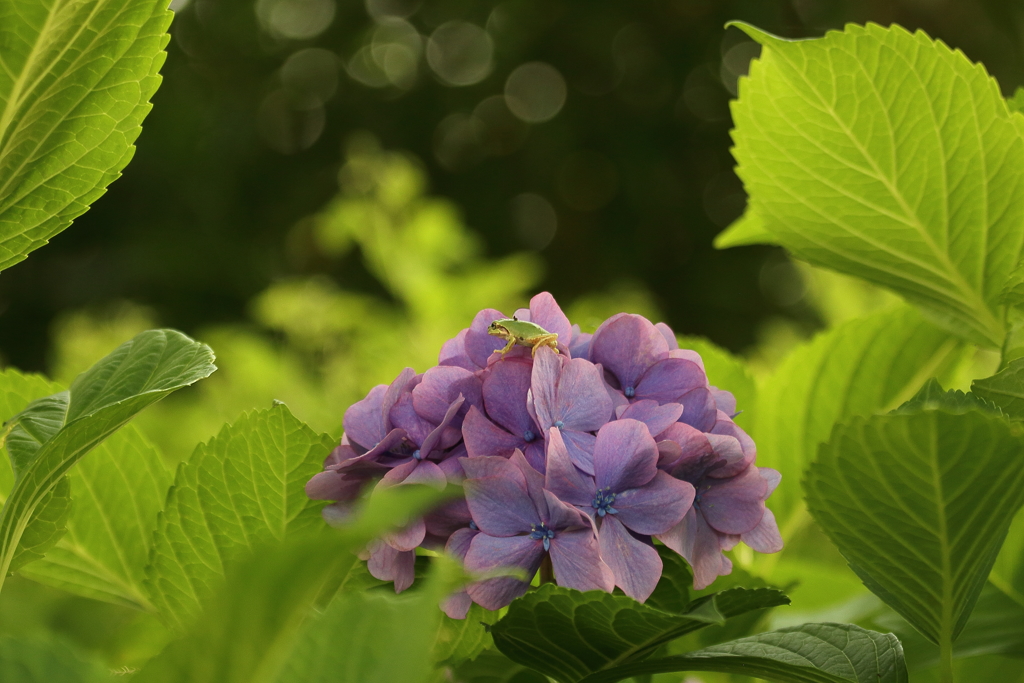 紫陽花蛙