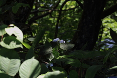 山の紫陽花２